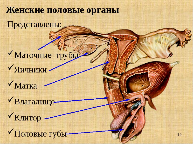 10 интересных фактов о клиторе, которые вы возможно не знали