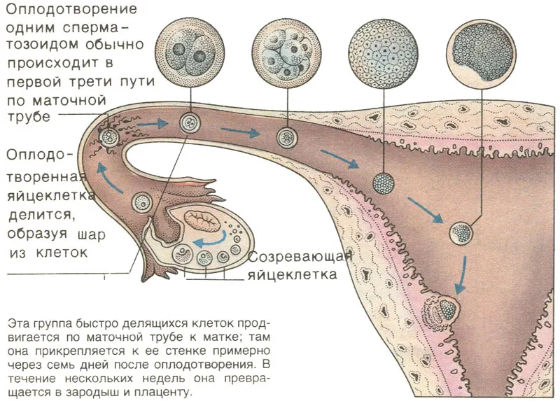 Сколько живет яйцеклетка после овуляции и как это влияет на зачатие