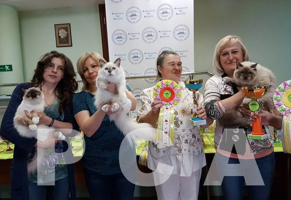 Как стать заводчиком кошек: 6 простых шагов — амалама | питомцы | животные | собаки | кошки
