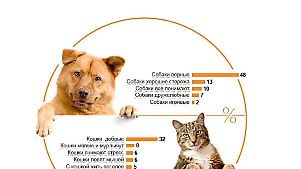Коты и собаки — кто умнее? | статья в журнале «юный ученый»