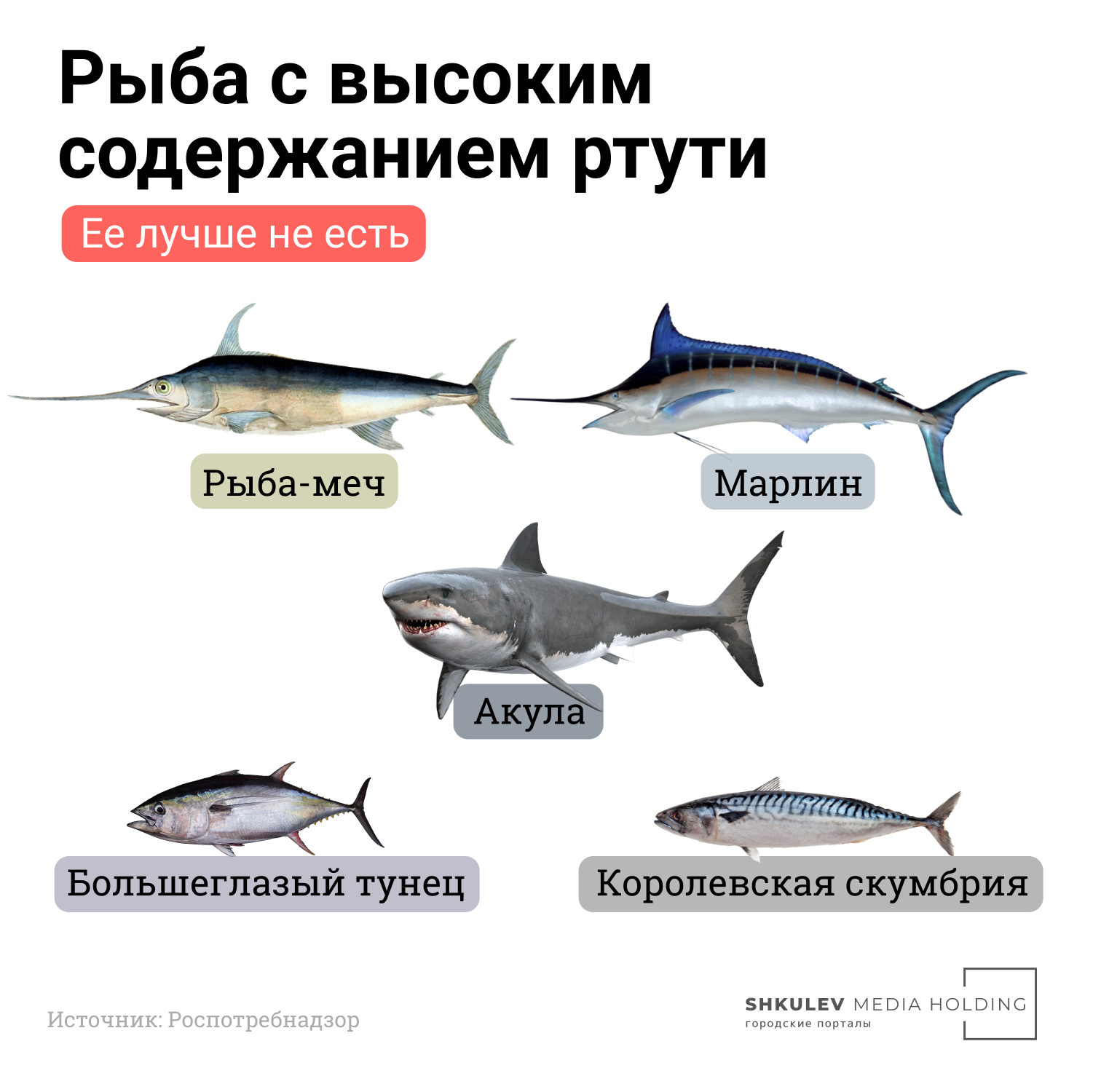 Тунец – польза, вред и противопоказания к употреблению
