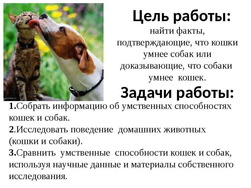 Кто умнее, кошки или собаки: сравнение интеллекта питомцев