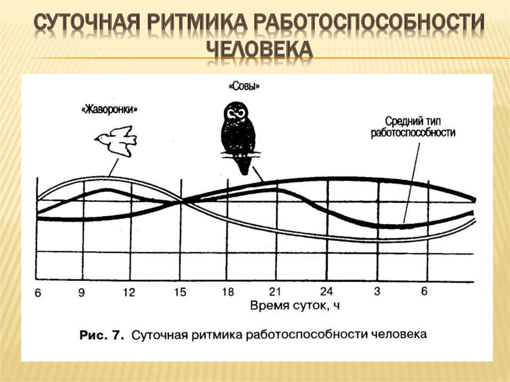 Почему вы так устаете во второй половине дня (и как с этим справиться) | solgar — официальный сайт в россии