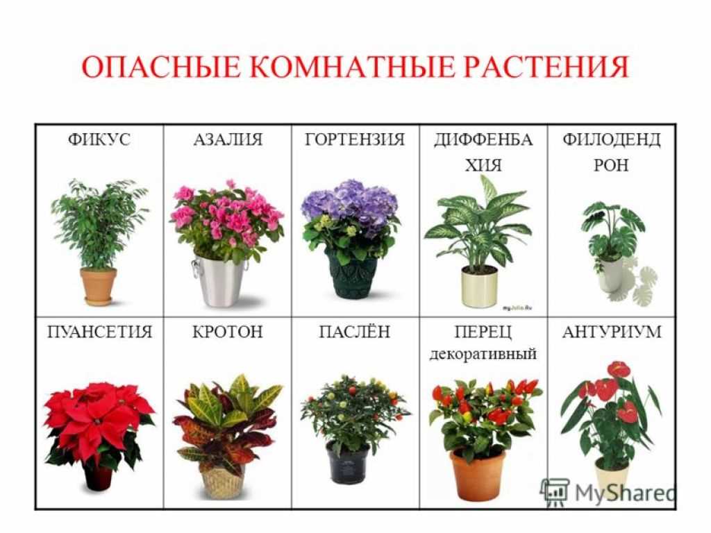 Домашние растения, которые могут вас отравить - hi-news.ru
