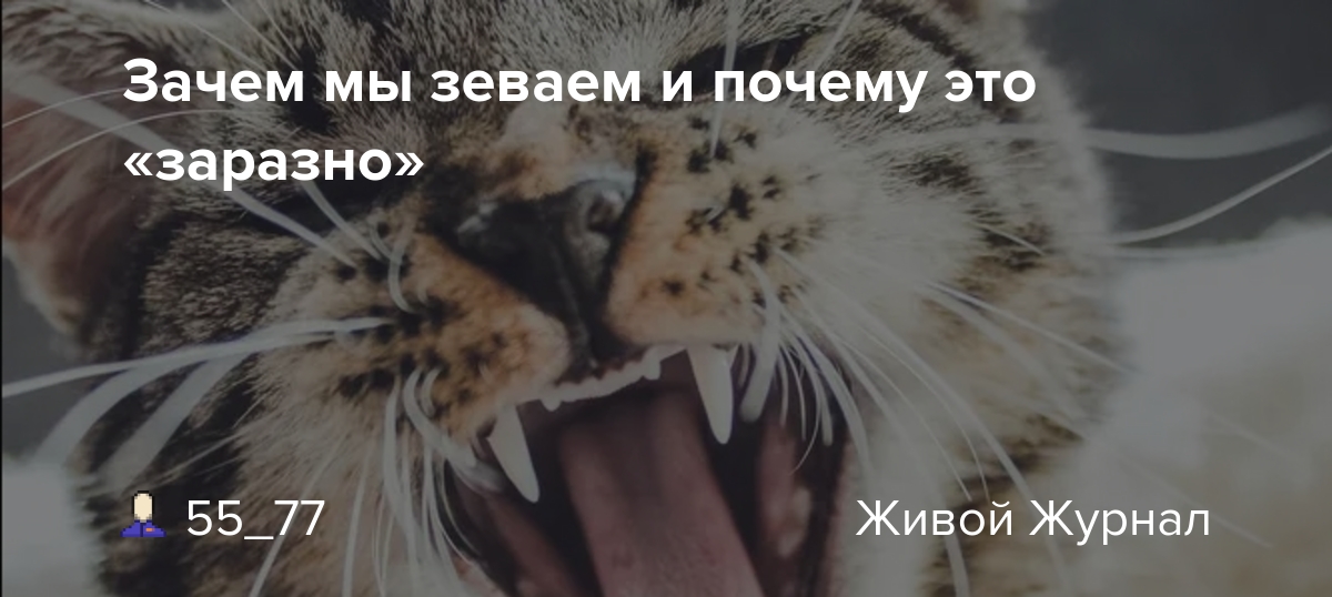Почему зевание так заразительно?