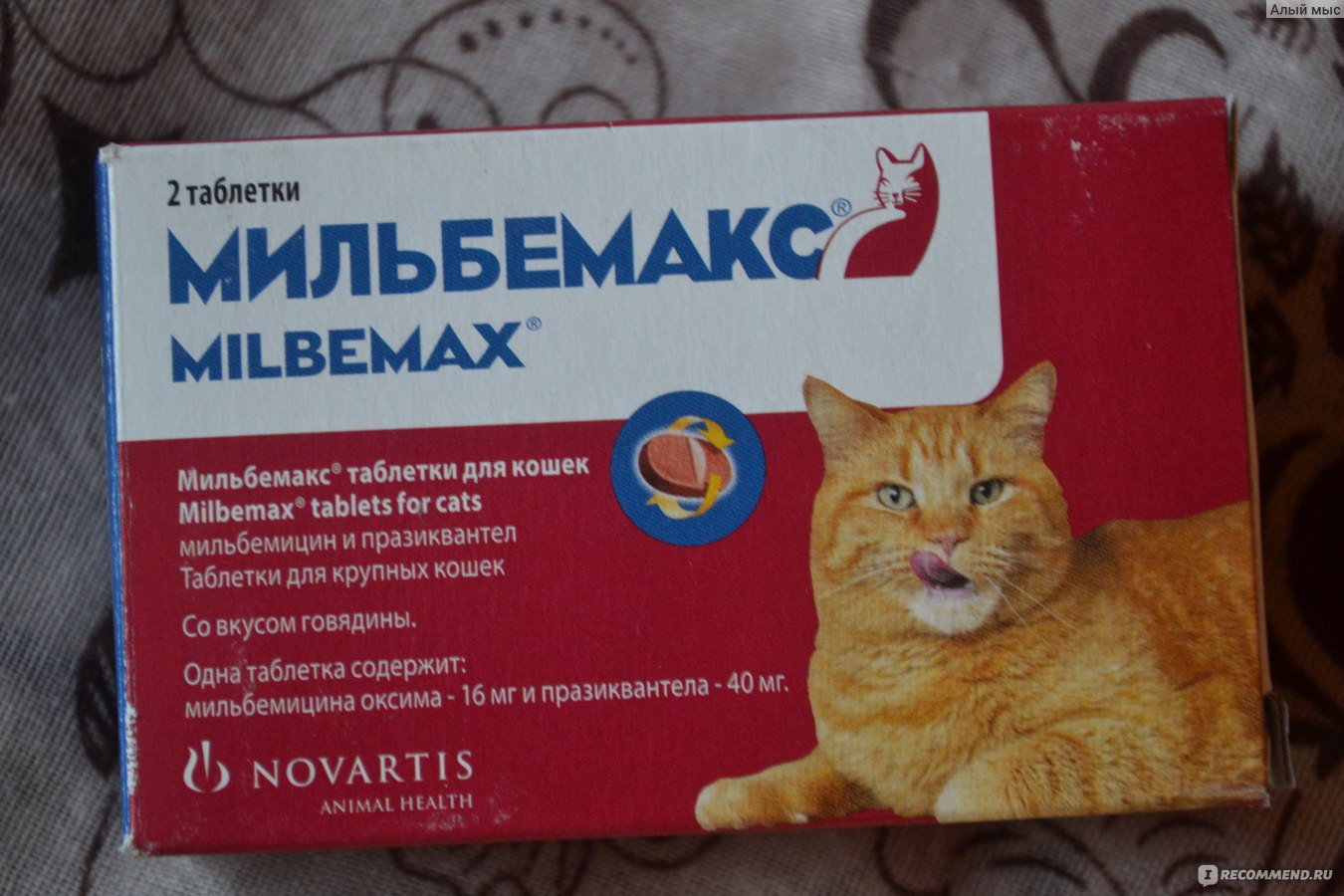 Аллергия на кошек: причины, симптомы, диагностика, лечение, профилактика