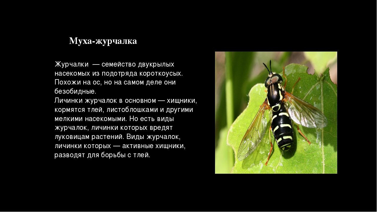 Олимпийские игры в древней греции кратко  - краткое содержание истории древнего мира, средневековья, нового и новейшего времени