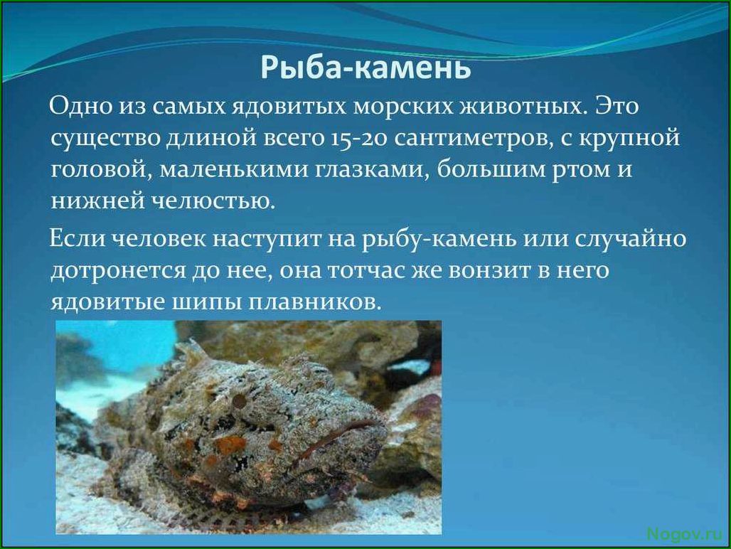 Болезни, вызываемые инфузориями