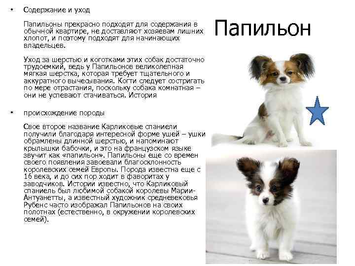 Как ухаживать за щенком: все аспекты от а до я