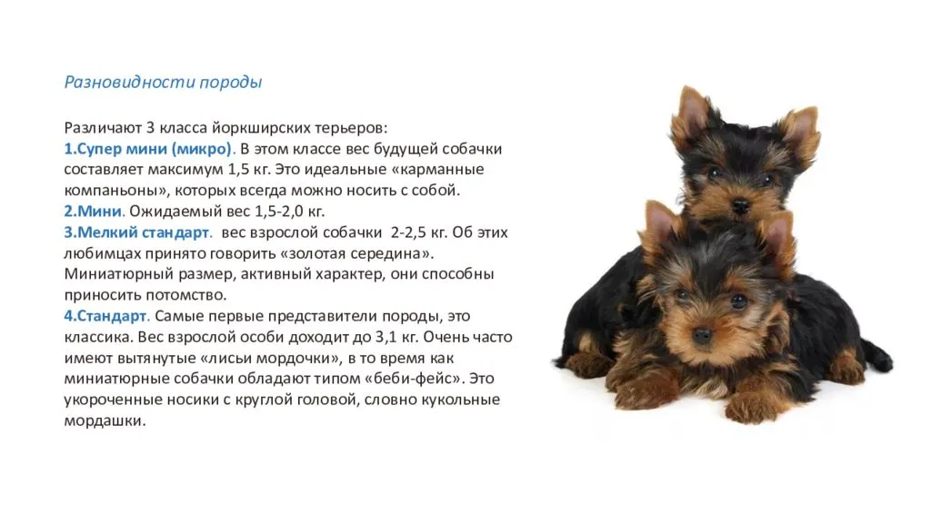 Первые дни щенка в новом доме