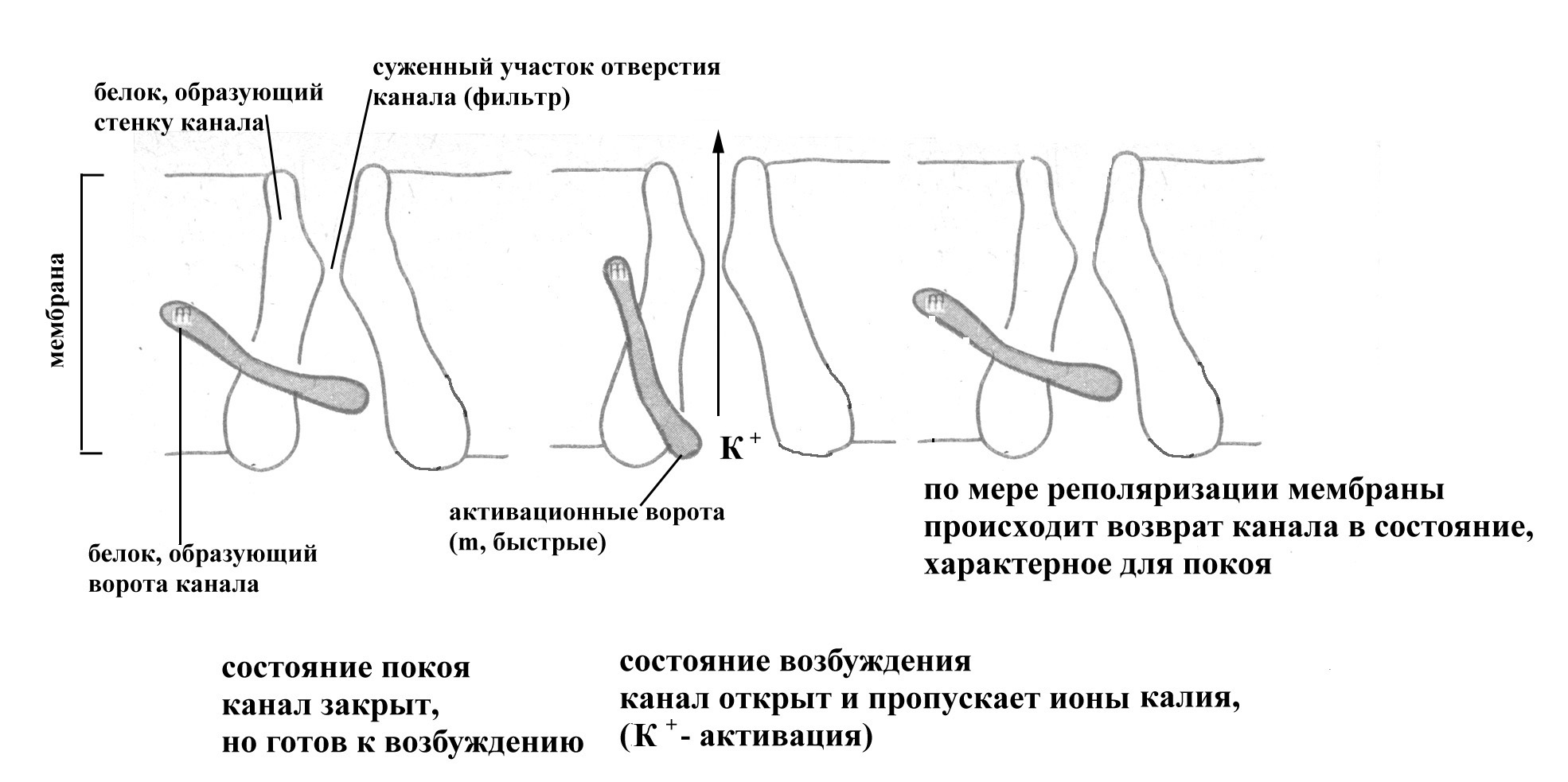 Не ценишь ты своего счастья, - мечтательно скажут одни Да, я тебя понимаю, это больно, - сочувственно кивнут другие Все мы такие разные, и мало того, что нам приходится