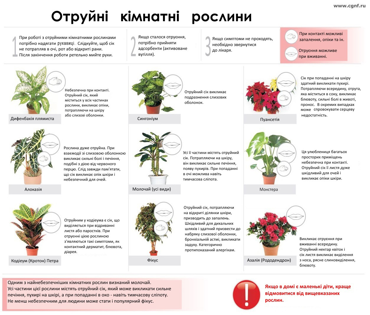 Тихий убийца в горшке, почему этот цветок не стоит держать дома