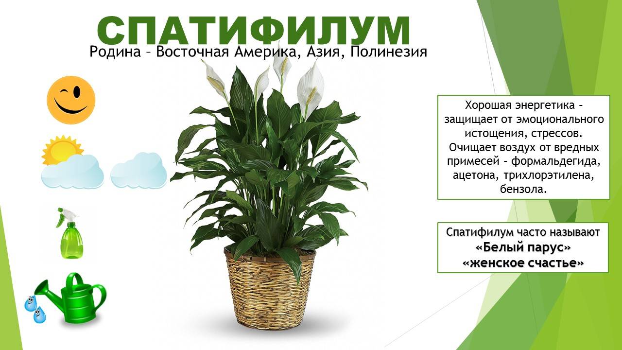 Уход за комнатными растениями в домашних условиях