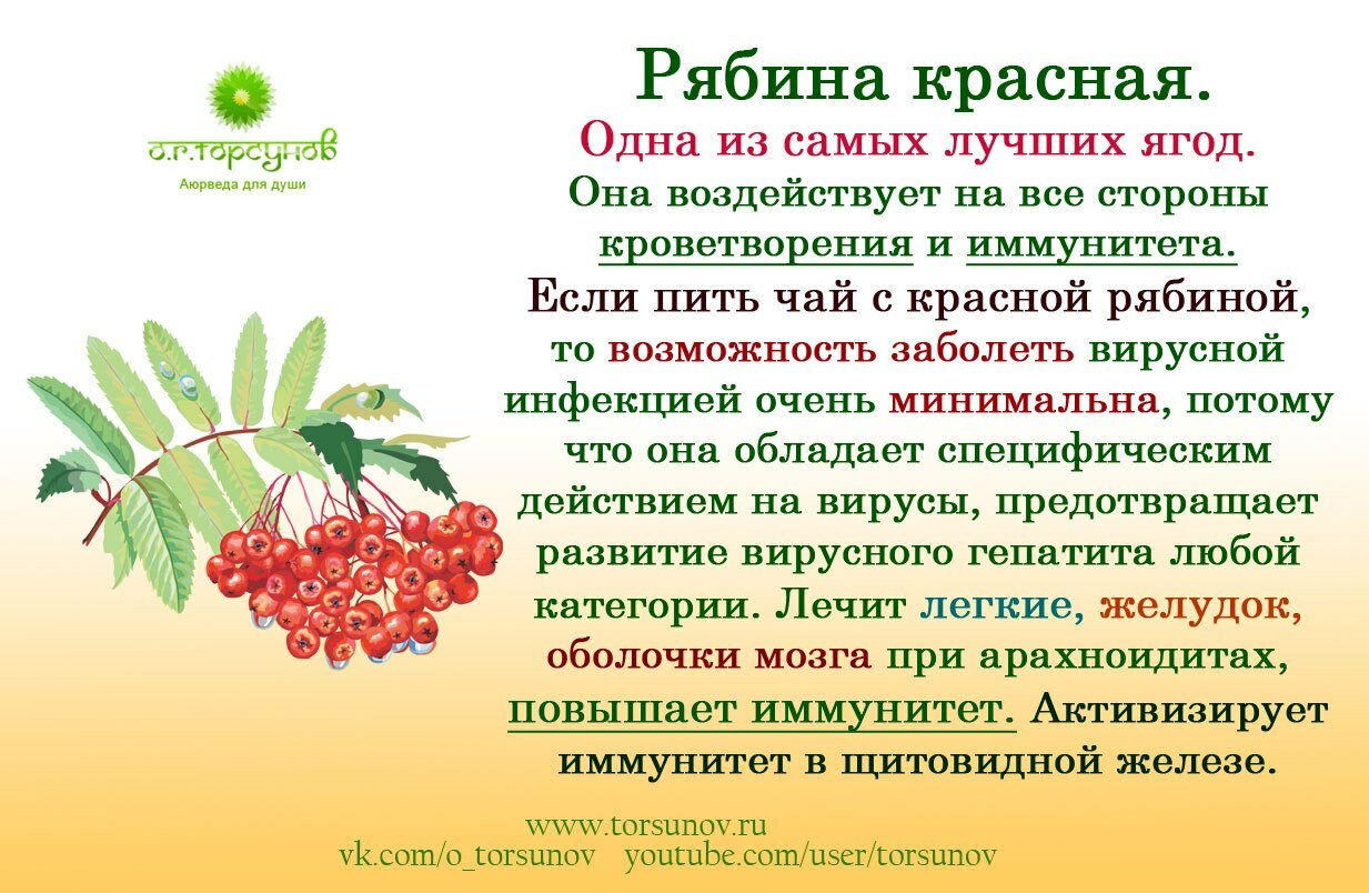 Калина и ее лекарственные свойства
