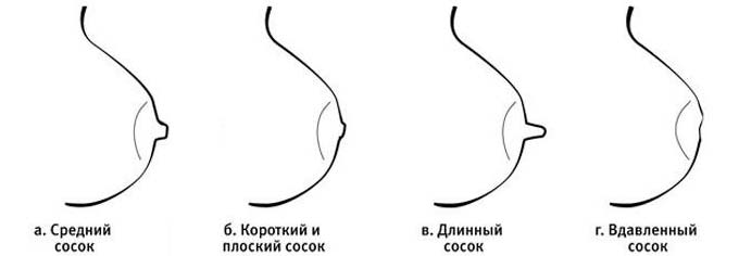 10 интересных фактов о женской груди - zefirka
