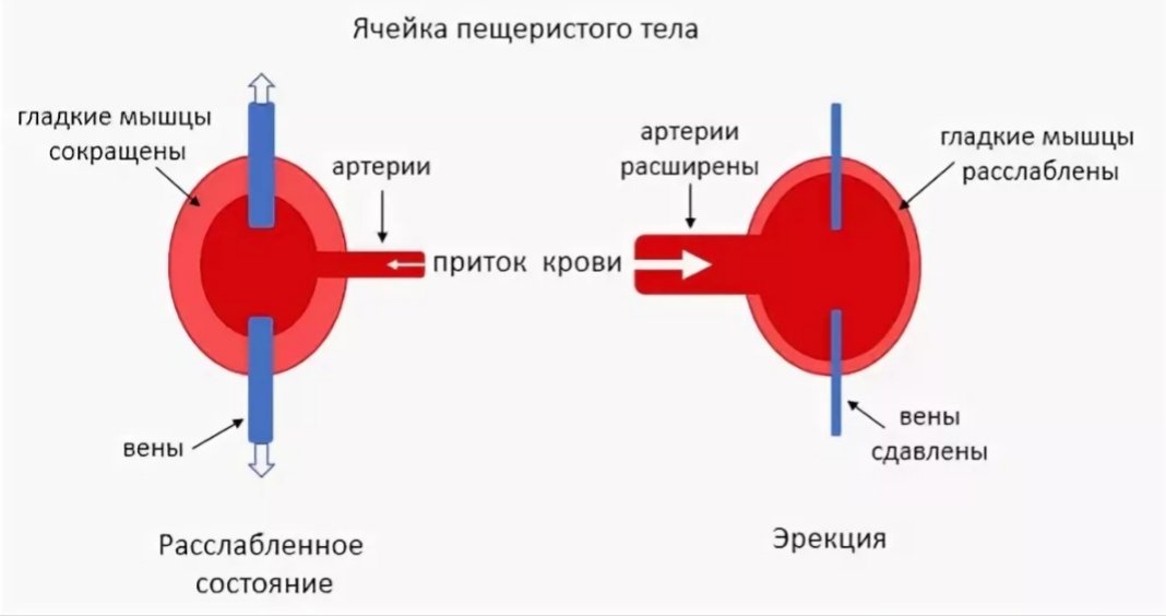 Факты о мужском здоровье и половом члене