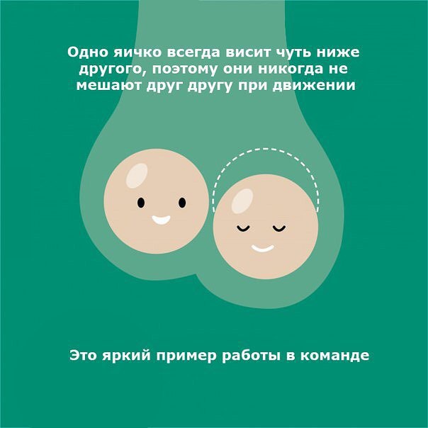 Функции и работа мужских яичек