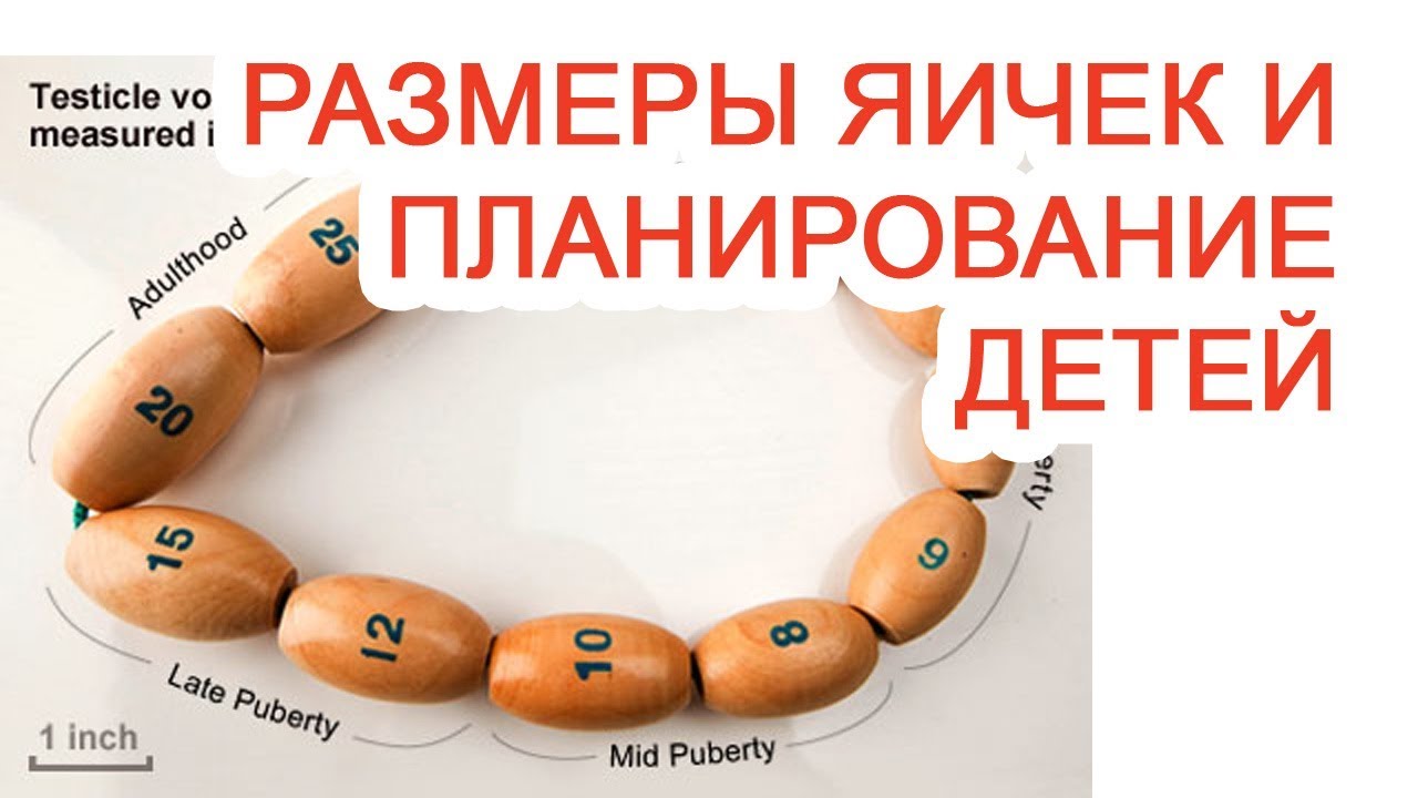 От чего зависит размер яиц у мужчин: анатомия и заболевания тестикул