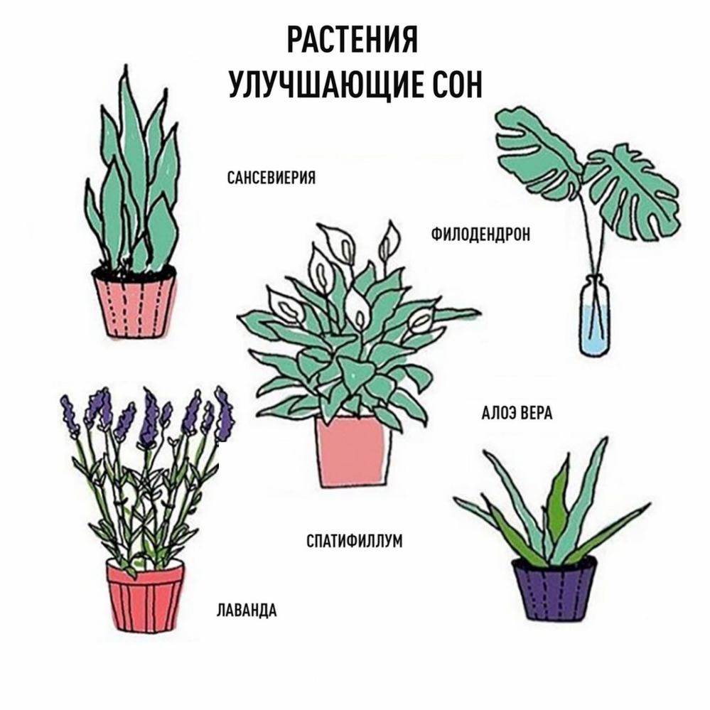 Лучшие растения для детской комнаты: какие цветы безопасны