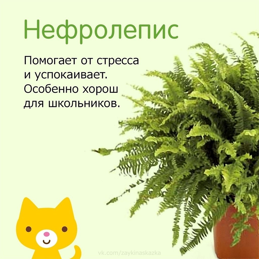 Растения для детской комнаты: что можно и что нельзя