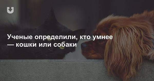 Коты умнее собак? что об этом говорит наука