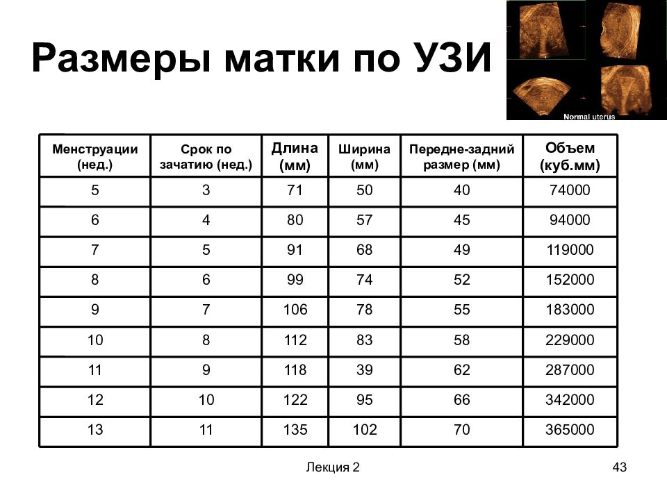 Как устроена женская репродуктивная система - remedi
