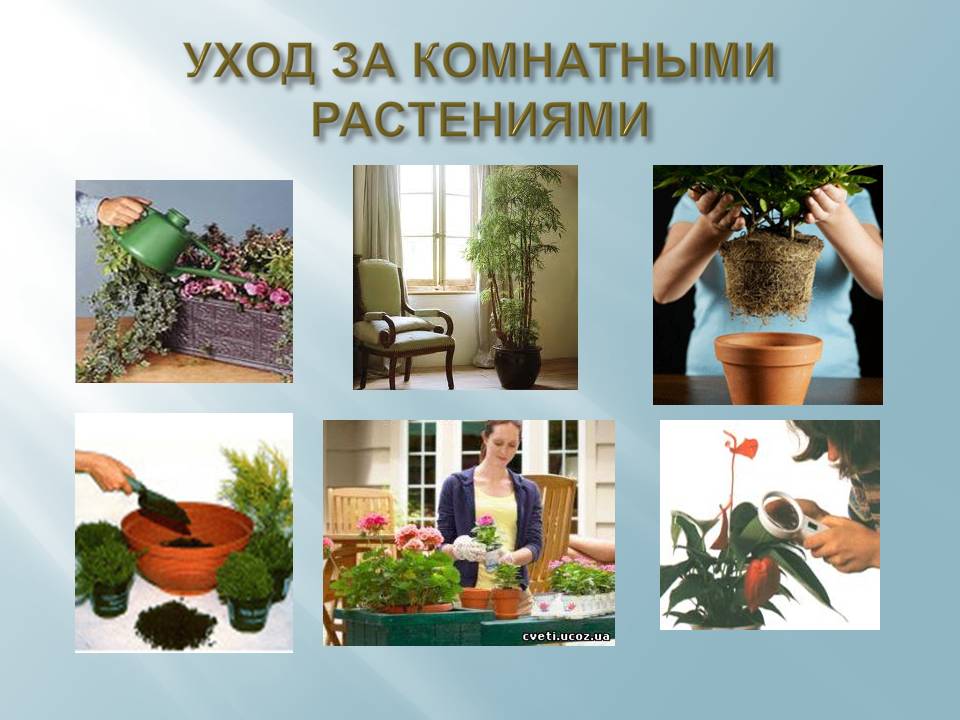 Как правильно ухаживать за комнатными растениями: правильный уход за домашними цветами - стэл-инвест