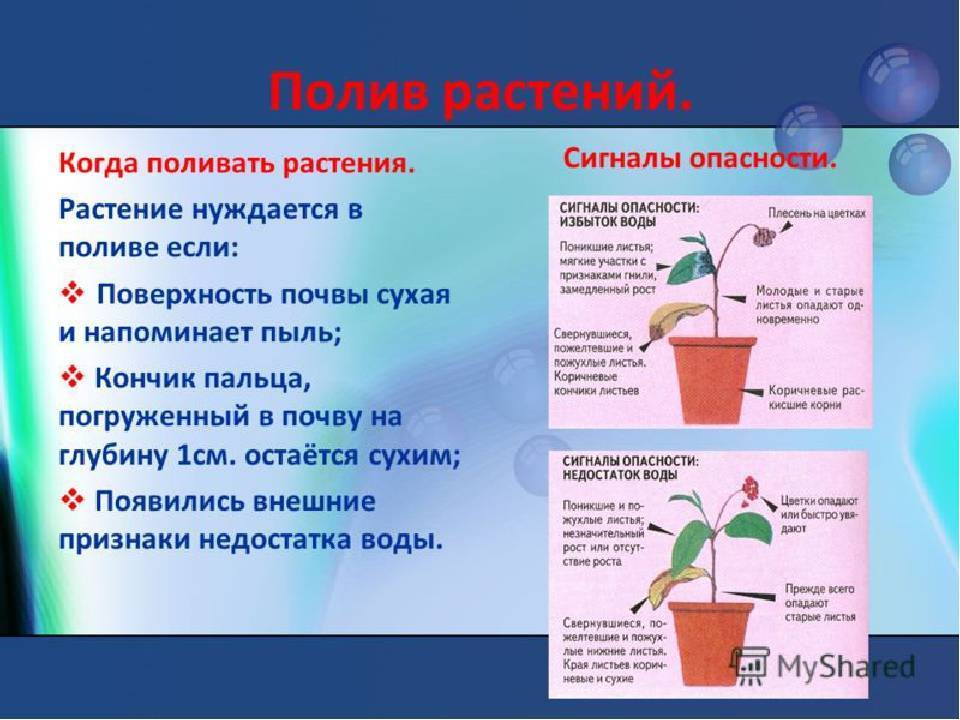 Как поливать комнатные цветы