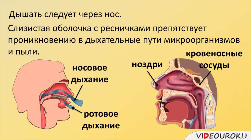 Действительно ли можно доверять обещаниям на этикетках “духов Казановы” Чтобы ответить на этот вопрос, мы обратились за консультациями к ученым