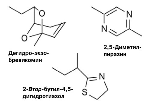 Женские феромоны: на что они способны