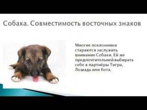Цитаты и афоризмы про собак. собака – друг человека