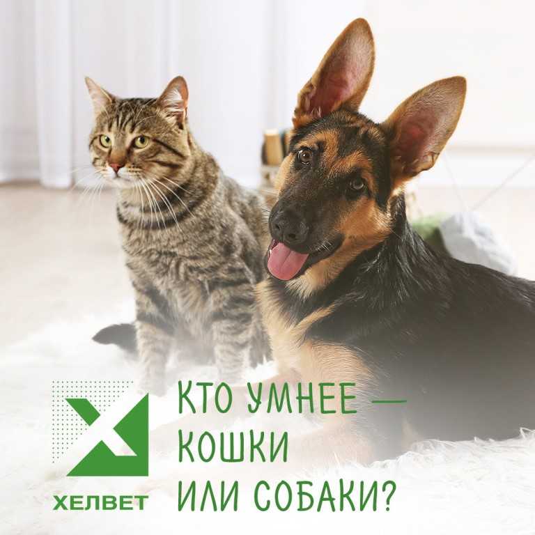 Кто умнее кошка или собака