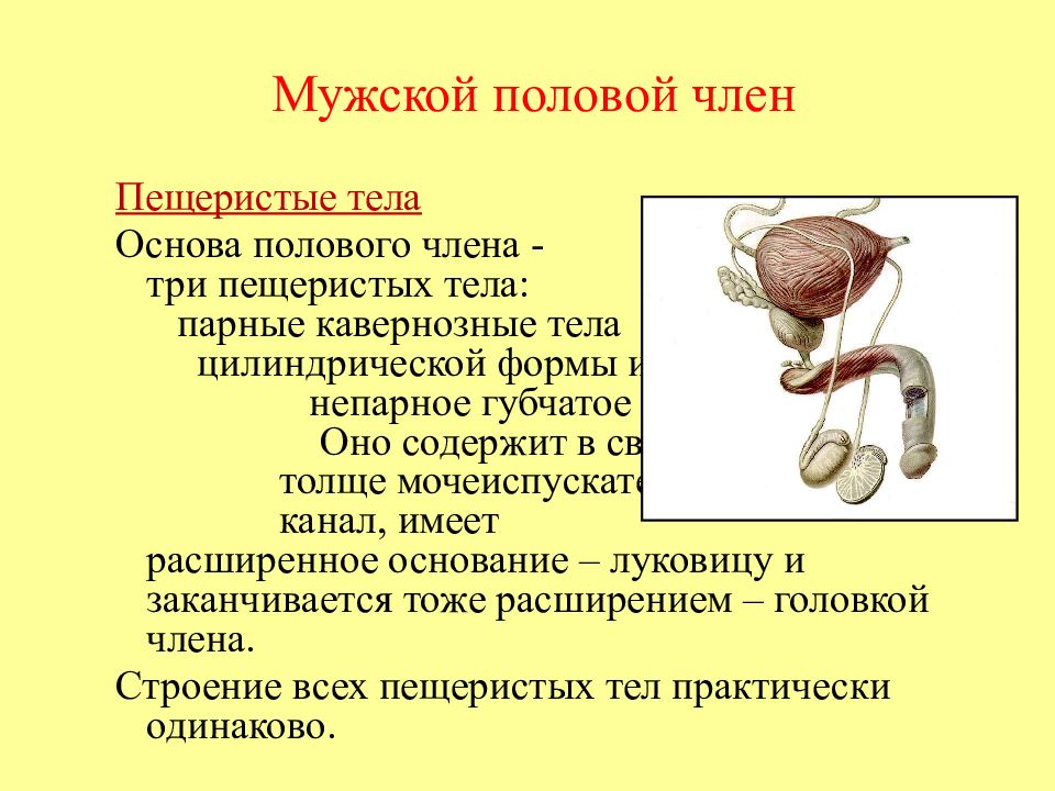 Существует множество разнообразных мифов и слухов о пенисе Большинство из них, конечно, распространяют мужчины, чтобы ввести нас в заблуждение Мы решили развеять самые