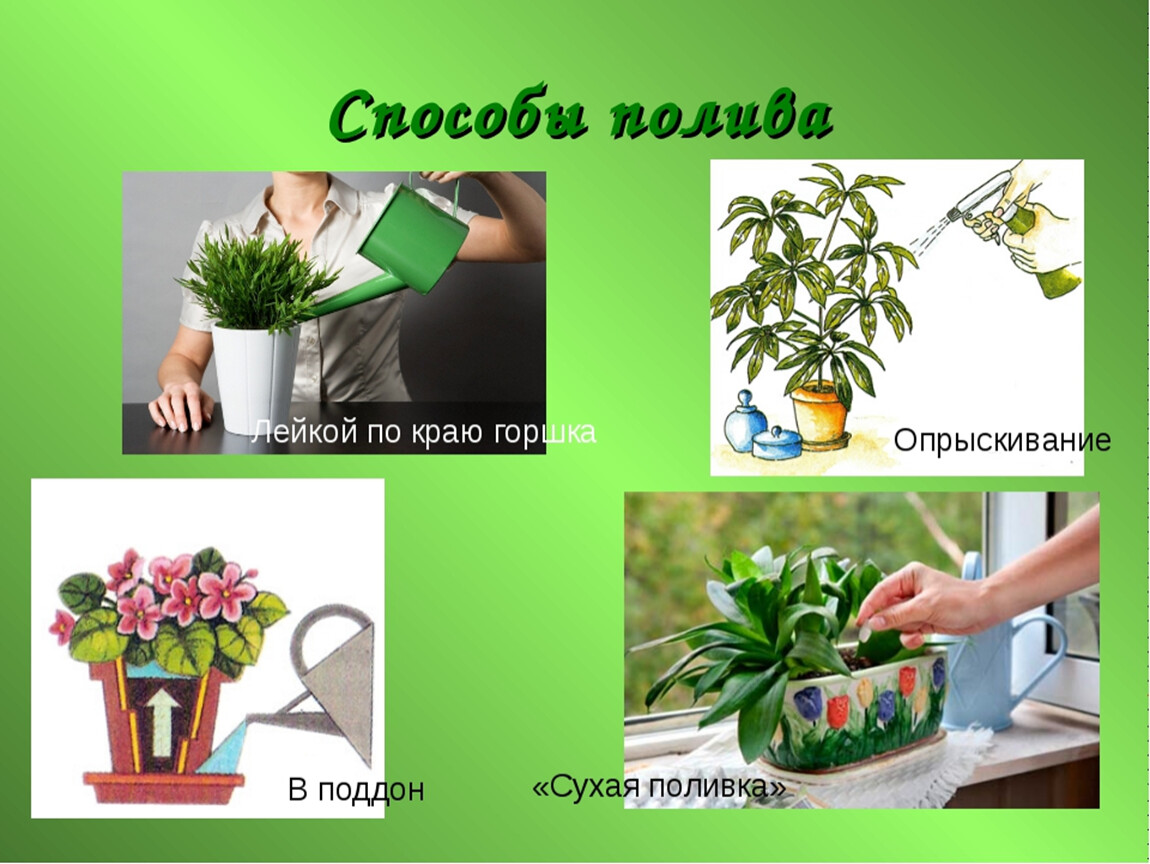 Как ухаживать за комнатными растениями: секреты опытных домохозяек