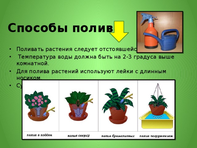 Полив комнатных растений: как его организовать в своё отсутствие