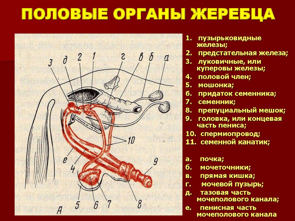 Мужской оргазм