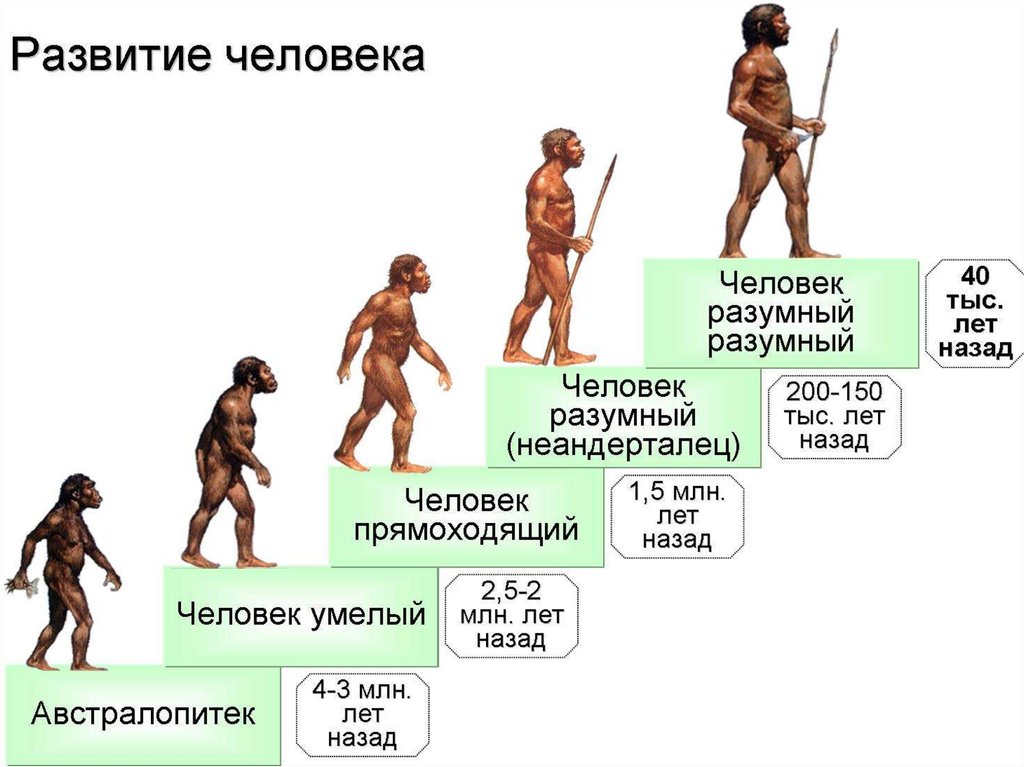 Эволюция человека: от приматов до homo sapiens - антропология и этнология