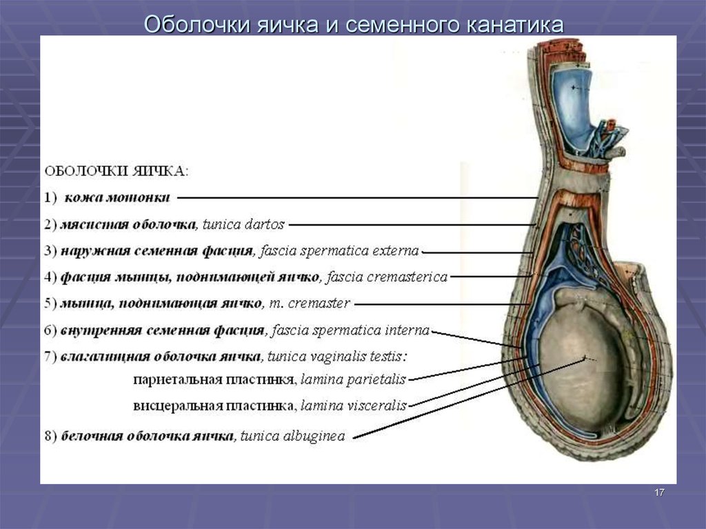 Перевязывать ли яйца????