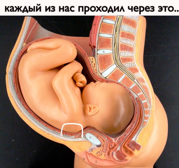 8 странных фактов о половом члене, которых вы не знали •