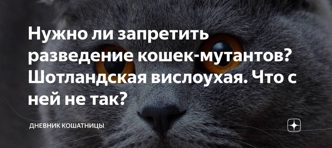Как открыть питомник кошек