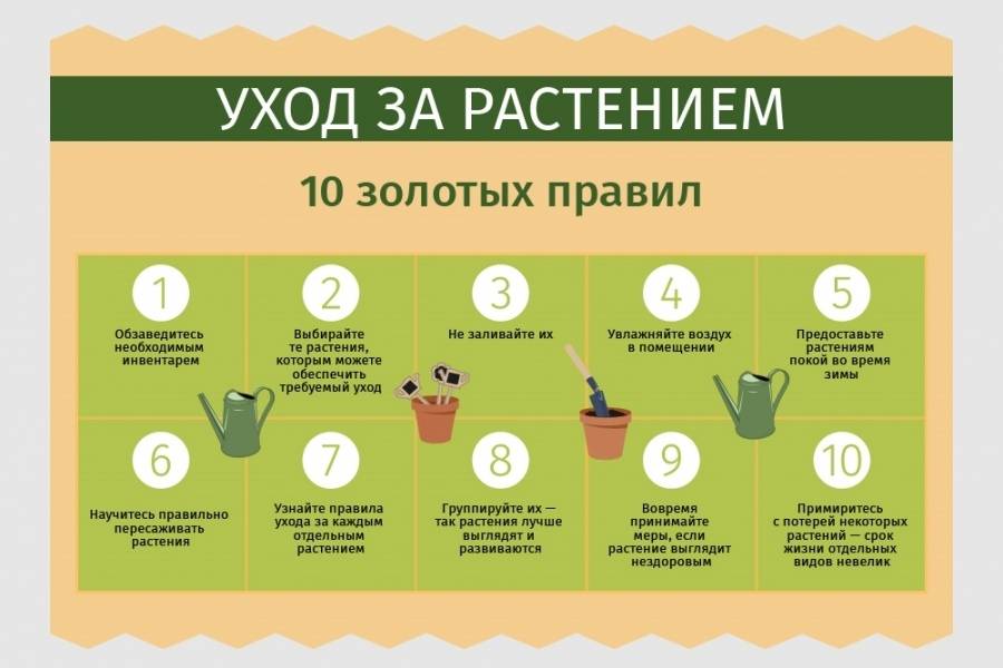 Как ухаживать за комнатными растениями: секреты опытных домохозяек: новости, цветы, дом, растение, сад и огород