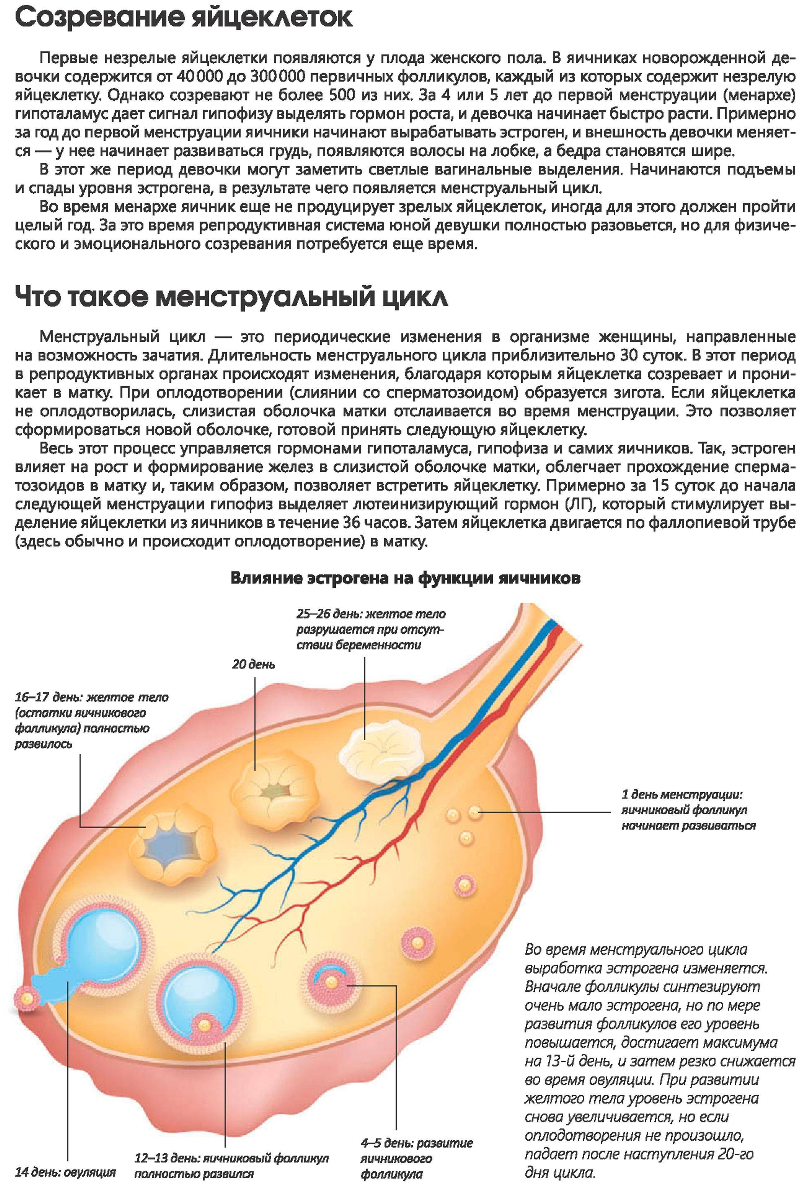 6 важных фактов о женских яйцеклетках, которые нужно знать