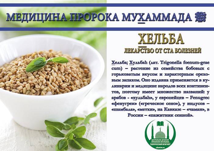 Пажитник: полезные свойства и противопоказания. состав, рецепты из семян - сила здоровья
