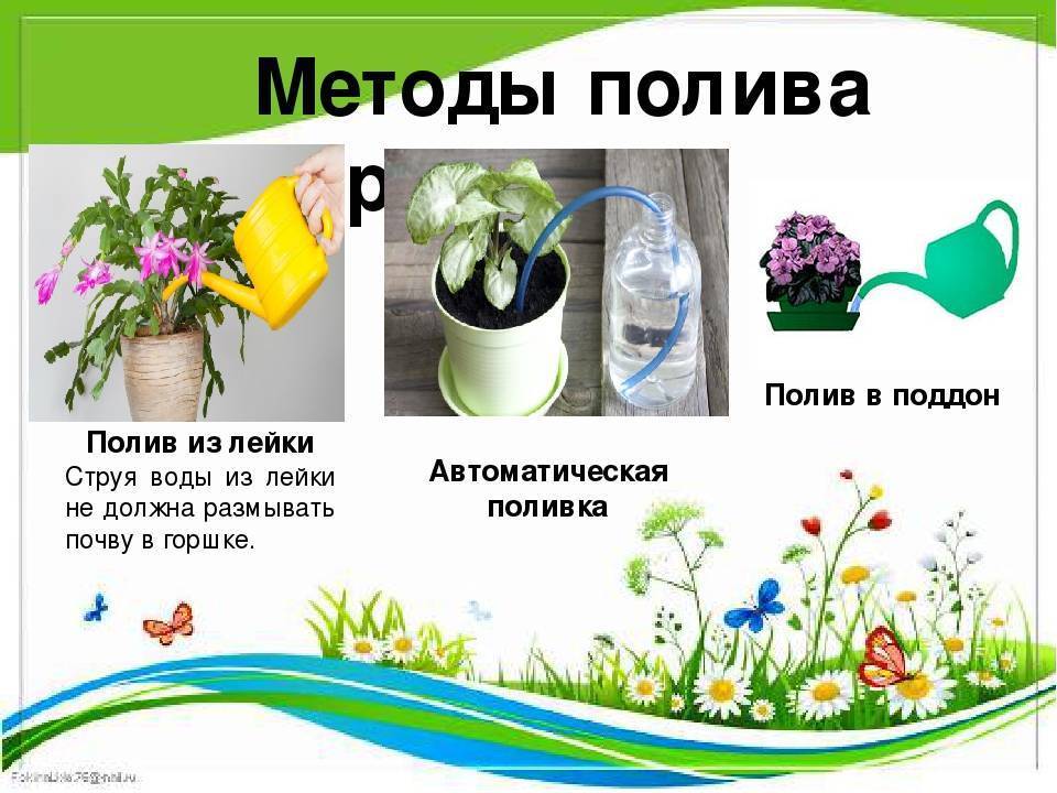 Как правильно и часто поливать комнатные цветы в горшках
