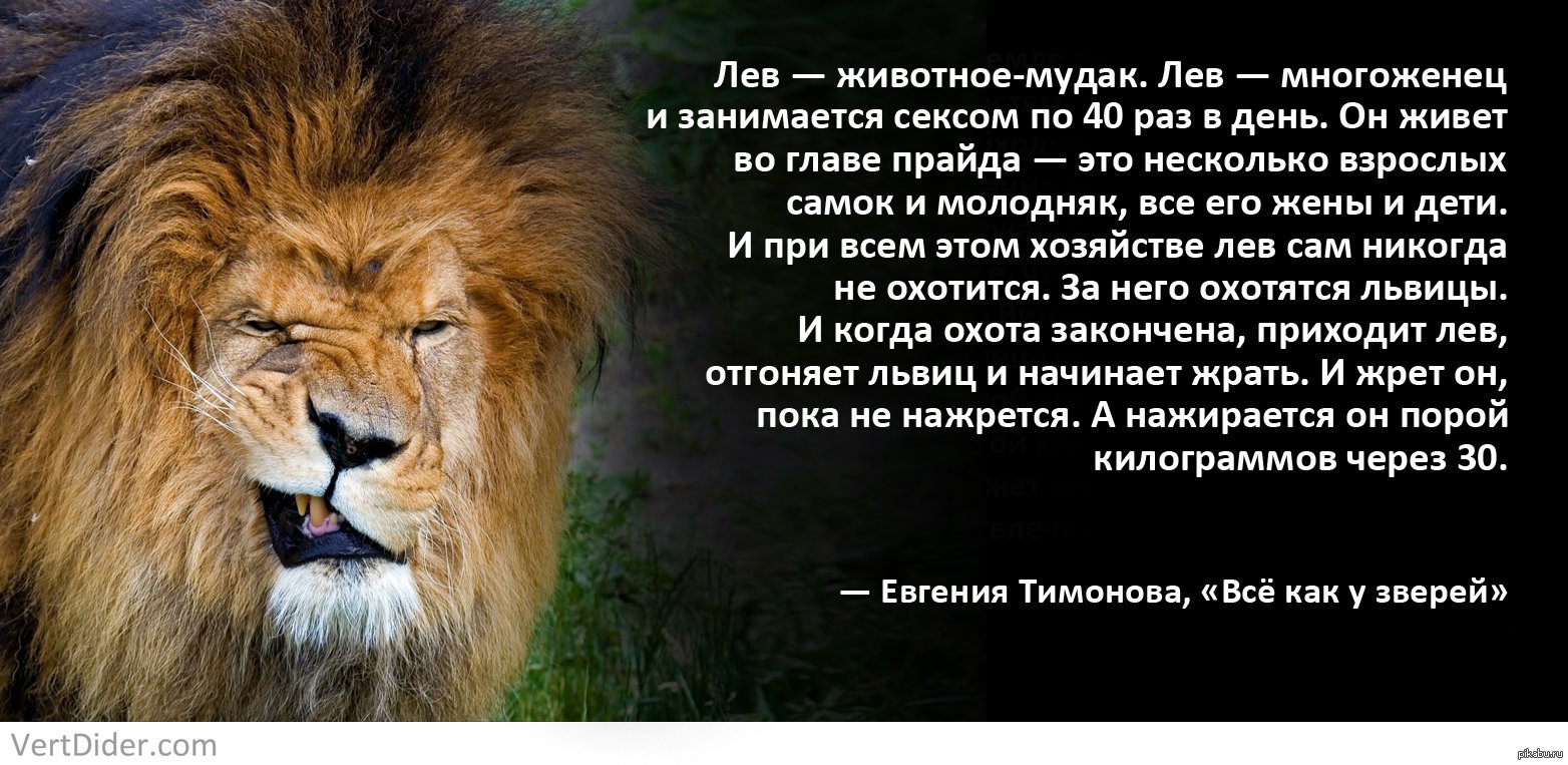 Macan - stories текст песни