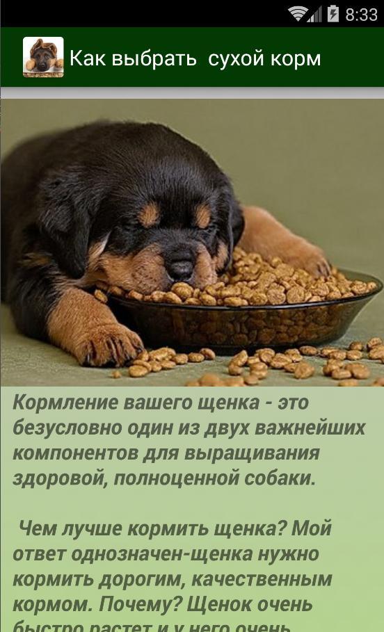 10 лайфхаков, которые должен знать каждый владелец собаки | только самое интересное