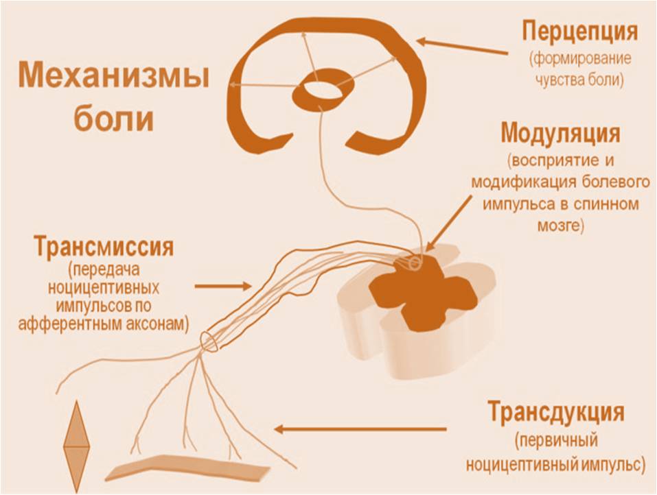 8 мужских эрогенных зон, незаслуженно обойденных вниманием
