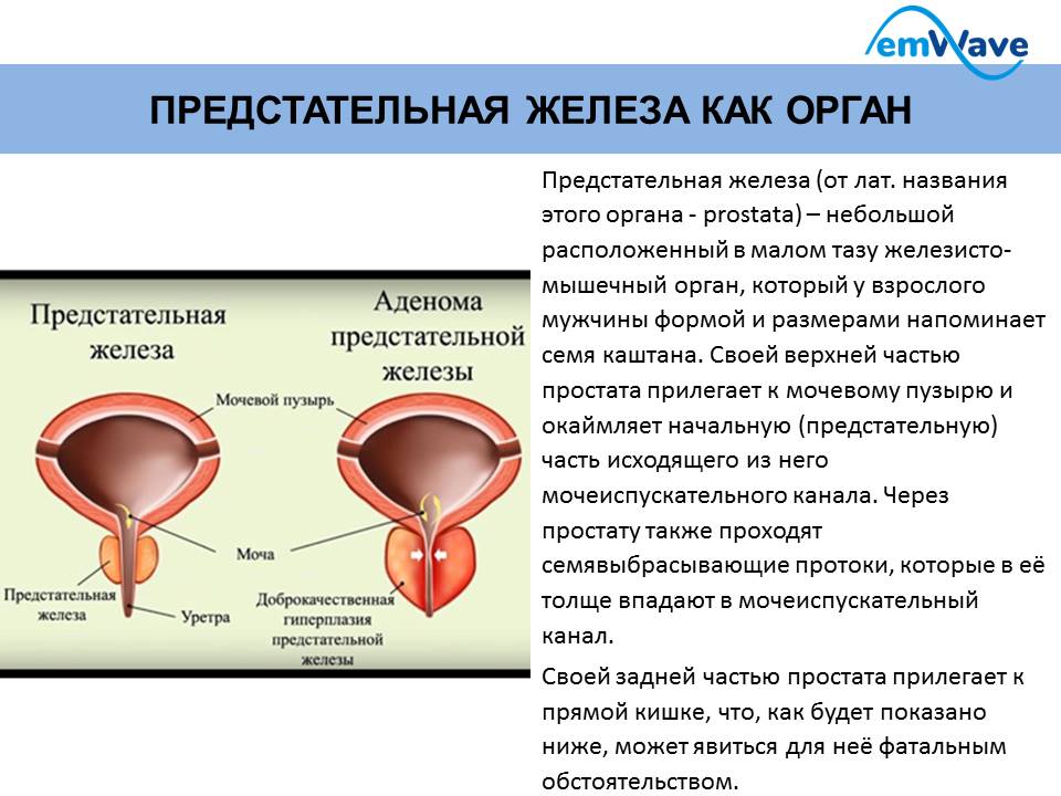 Как делать массаж простаты: техника, подготовка и инструкция к выполнению, сколько длиться процедура, а также как найти (нащупать) и сделать массирование предстательной железы у мужчин правильно, фото-материалы