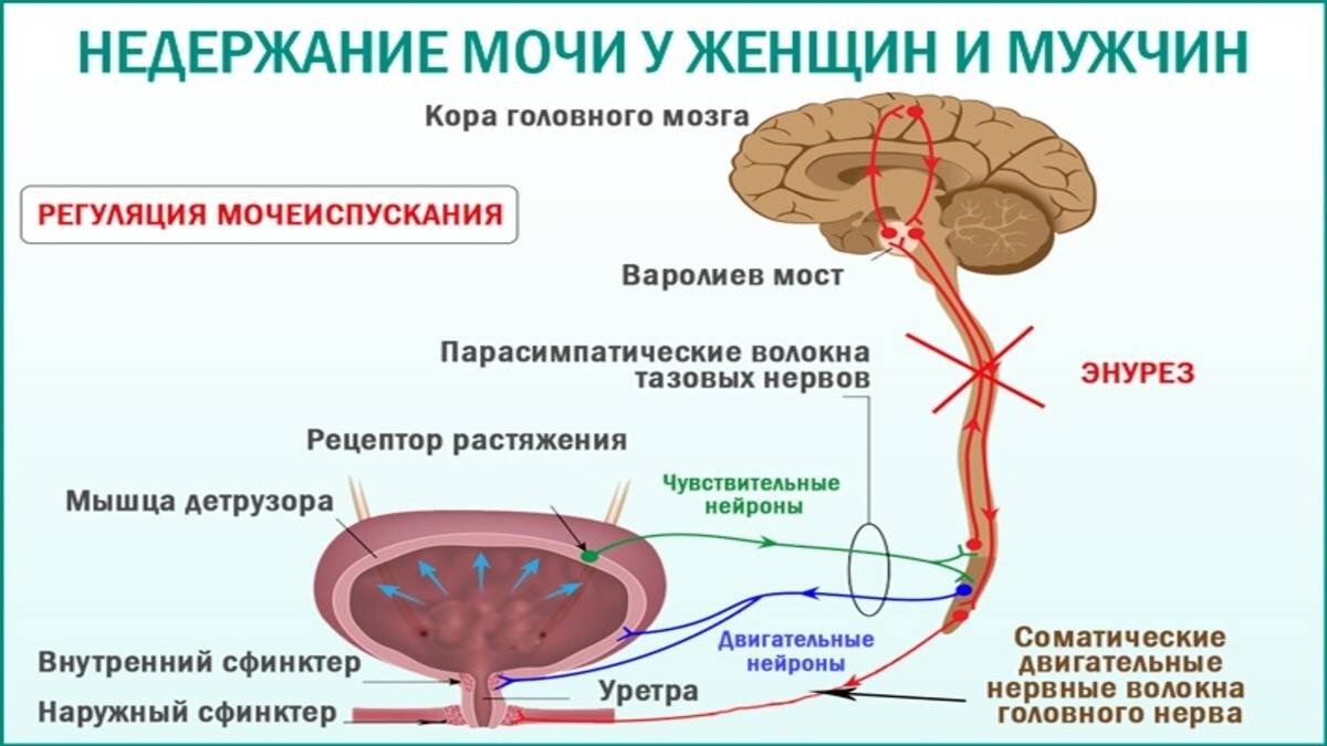 Почему после секса хочется в туалет: норма или нет? - masculan