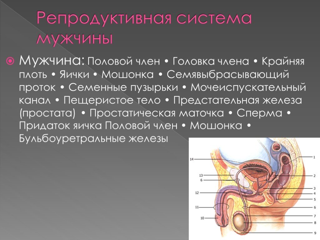 5 фактов о сперме, которые вас удивят
